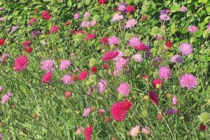 Knautia melton pastels
